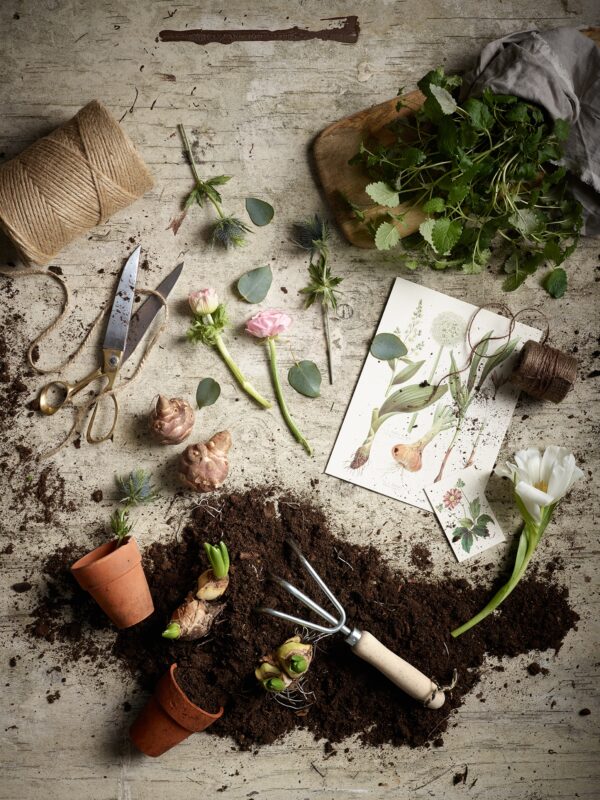 Gröna växter, krukor, jord, redskap på sliten träbakrund, flatlay. Studiofoto Sandberg Wallpaper