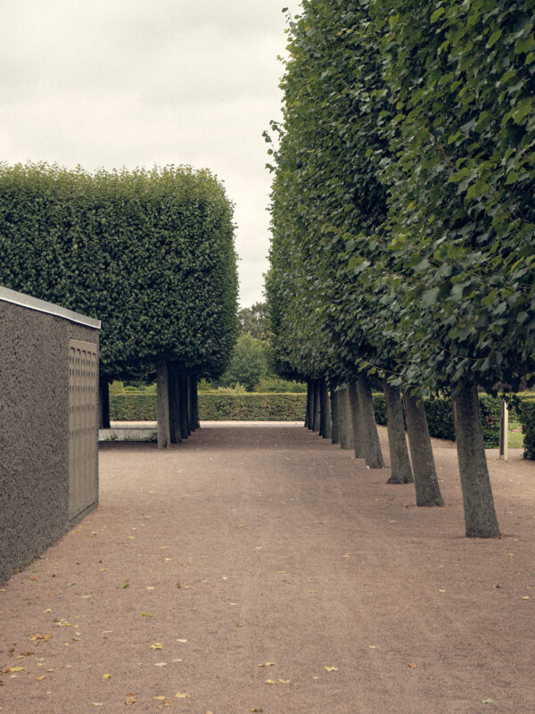 Träd på rad Östra kyrkogården Malmö. Arkitekt Sigurd Lewerentz.